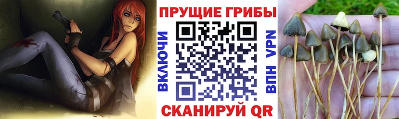 наркотики  мега   Псилоцибиновые грибы GOLDEN TEACHER  Соль-Илецк 